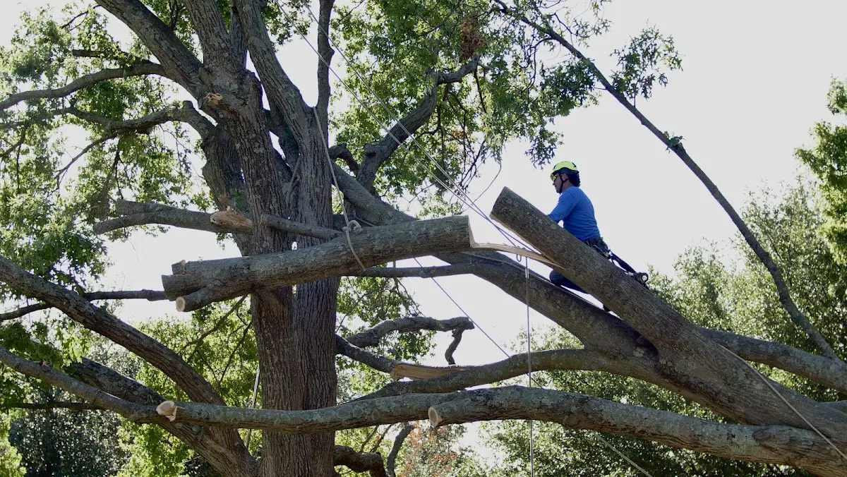 Professional Hazardous Tree Removal performed by certified arborists in Atlantic